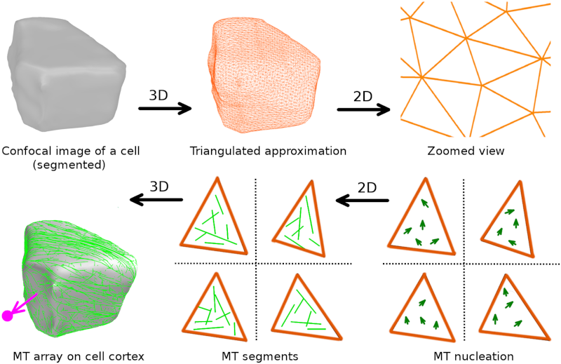 Overview of the CorticalSim3D software