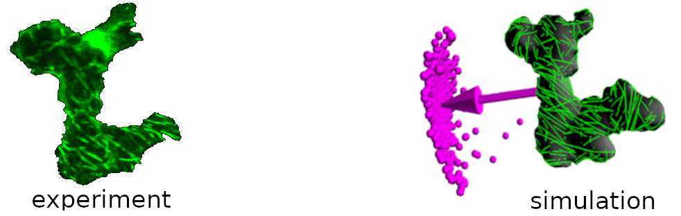 _images/logomodelCMT-1.0.png
